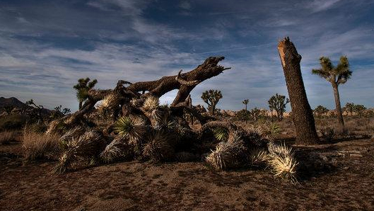 12xp-joshuatree1-articleLarge